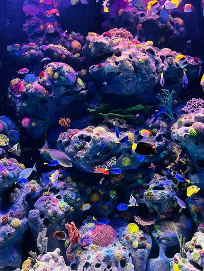 image showcasing beautiful coral life inside aquarium